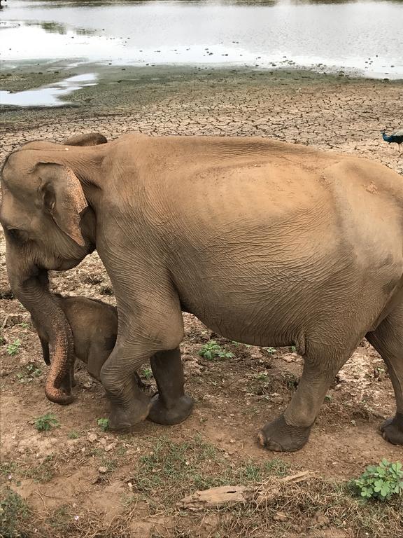 Dinesh Safari Homestay Удавалаве Экстерьер фото