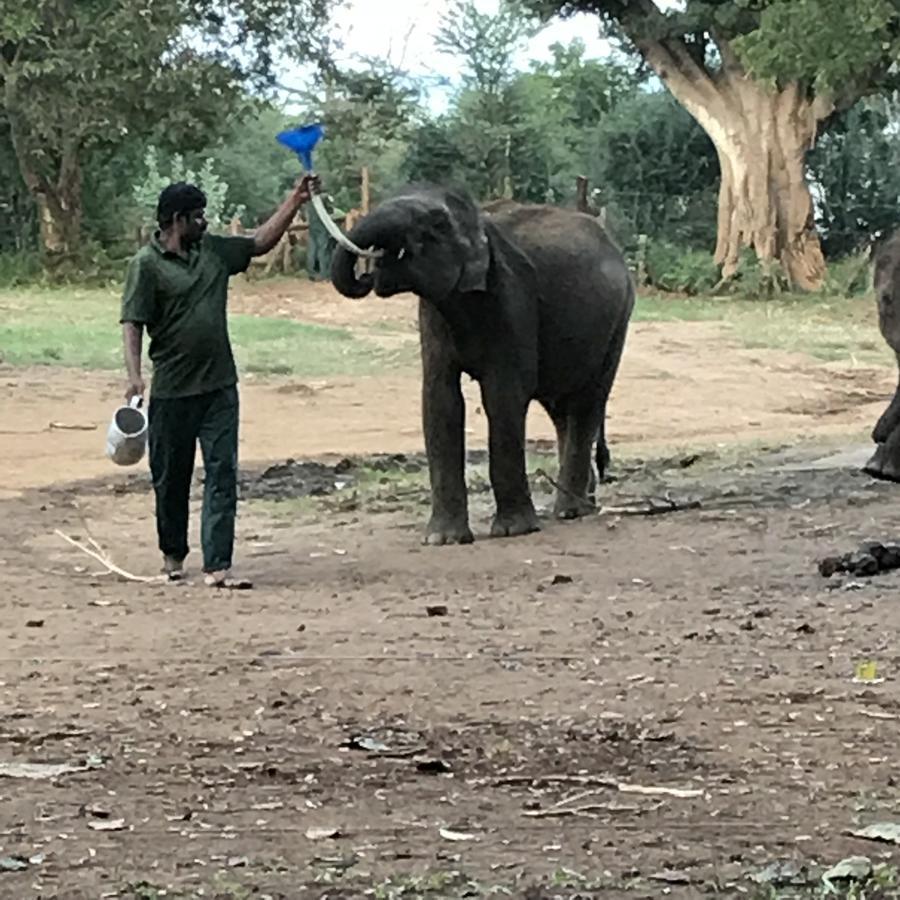 Dinesh Safari Homestay Удавалаве Экстерьер фото