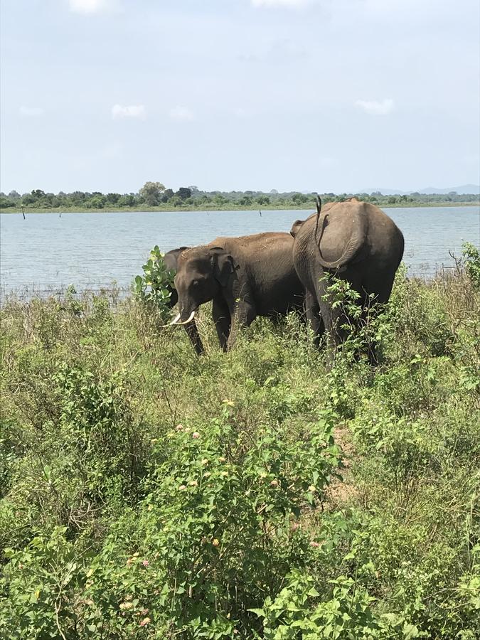Dinesh Safari Homestay Удавалаве Экстерьер фото