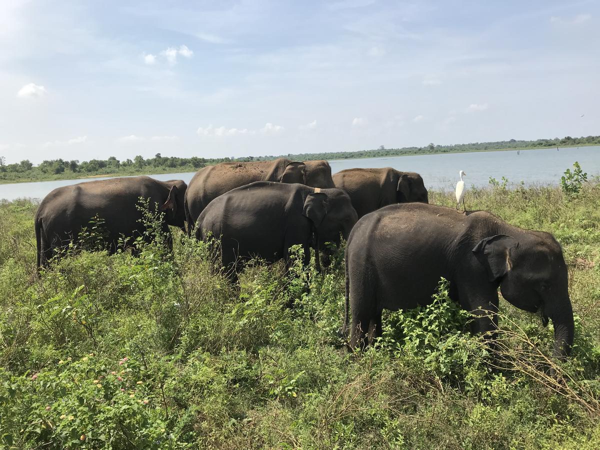 Dinesh Safari Homestay Удавалаве Экстерьер фото