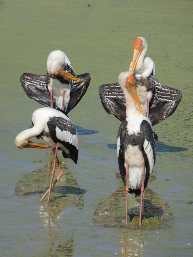 Dinesh Safari Homestay Удавалаве Экстерьер фото