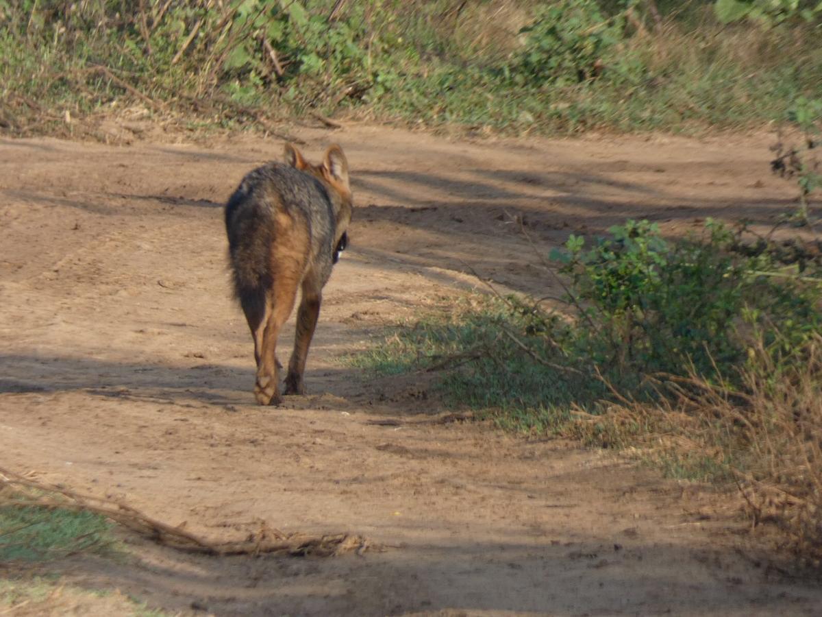 Dinesh Safari Homestay Удавалаве Экстерьер фото