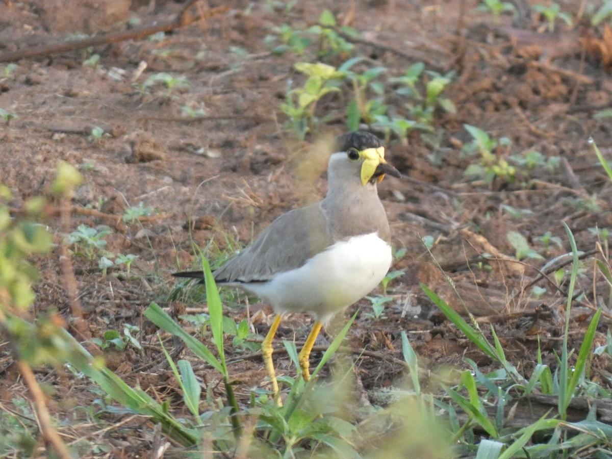 Dinesh Safari Homestay Удавалаве Экстерьер фото