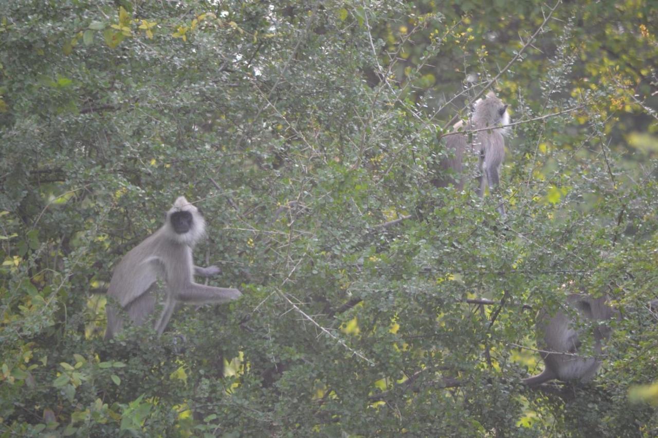 Dinesh Safari Homestay Удавалаве Экстерьер фото